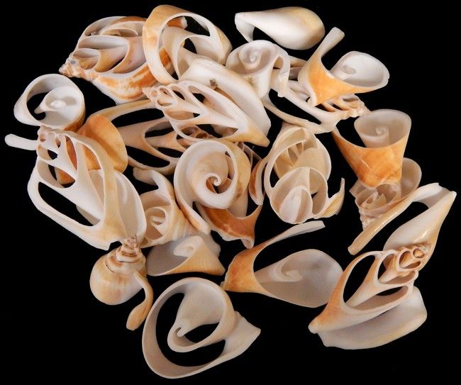 A 1/4 pound of 3/4 to 1 3/4&quot; Multi Cut Canarium Shells
