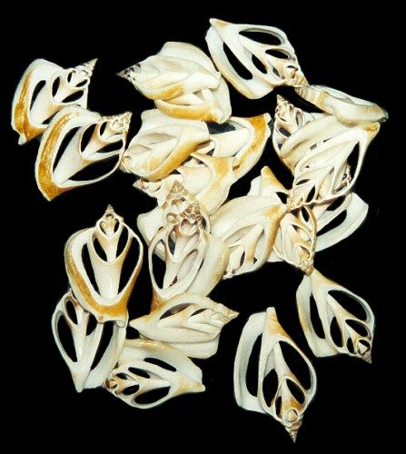 One center-cut Canarium shell, measuring 1.5 to 2 inches. *****