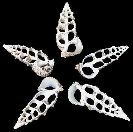 One center cut Cerithium shell measuring range of 1.5 to 2 inches. ******