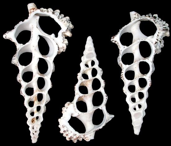 One quarter pound of Center Cut Knobby Cerithium Shells, measuring between 3 to 3 1/2 inches ****