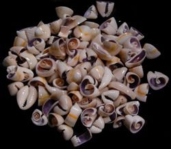 A 1/4 pound of &gt;1/2&quot; multi-cut Ringtop Cowrie shells  OUT OF STOCK