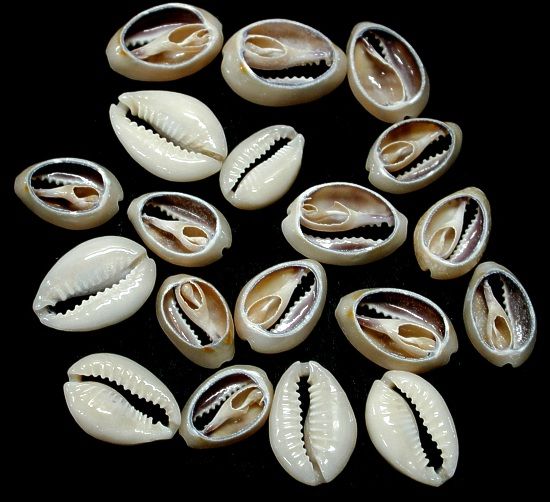 One center cut ring top cowrie shell, measuring between 1/2 to .75 inches. *****