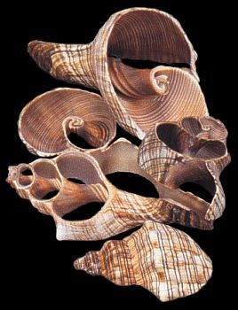 One quarter pound of Multi Cut Fox Shells, ranging from 2 to 3 1/2 inches in size, *****