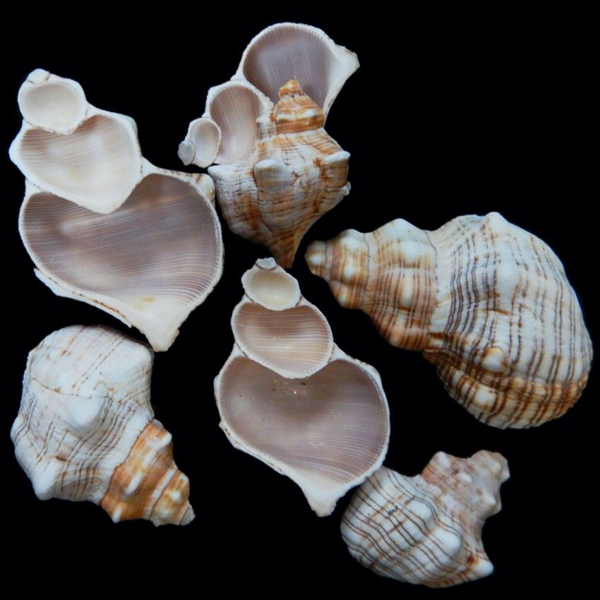A 1/4 pound of 2 to 4&quot; Side Cut Fox Shells, OUT OF STOCK
