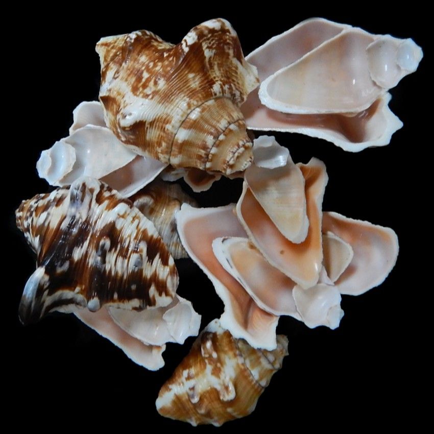 A 1/4 pound of 2 to 3&quot; Side Cut Lambis shells
