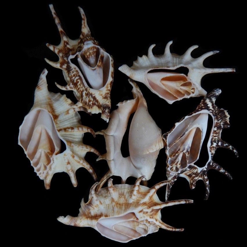 A 1/4 pound of 3 to 4&quot; Top Cut Lambis Shells