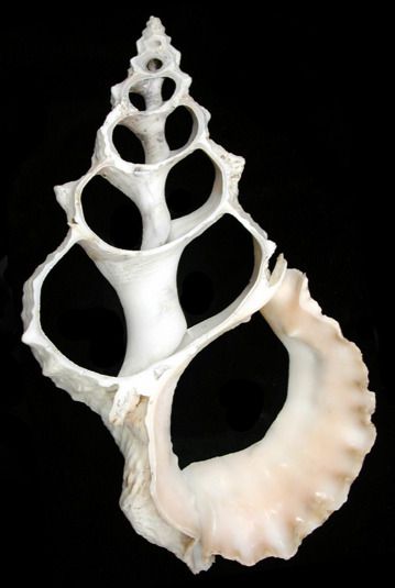 One center cut Lampas shell measuring 8 to 9 inches. *****