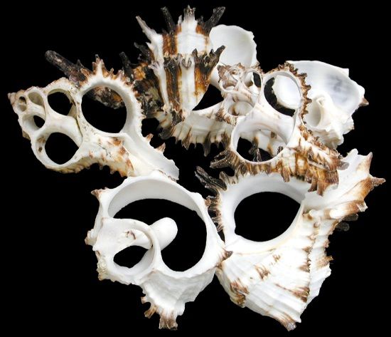 One quarter pound of Multi Cut Murex Shells, ranging from 1 3/4 to 2 1/2 inches in size. *****