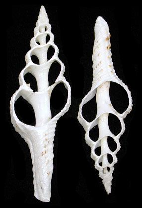 One center cut spindle shell that measures between 3 to 4 inches. ******