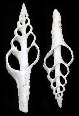 Spindle Center Cut 3 to 4&quot; Shell Sold Each