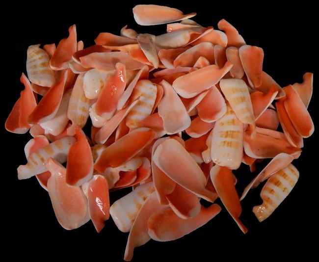 One quarter pound of lip cut Strawberry Strombus shells measuring 1 1/2 to 2 inches *****