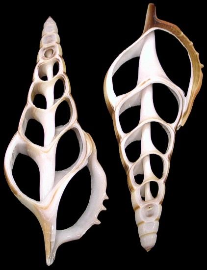 One center-cut Tibia shell measuring 4 to 5 inches. *****