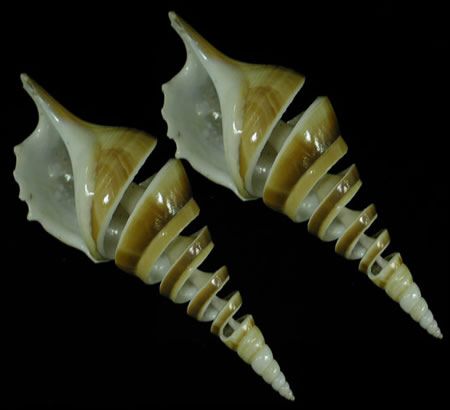 One spiral-cut Tibia shell measuring  3 1/2 to 4 1/2 inches ****