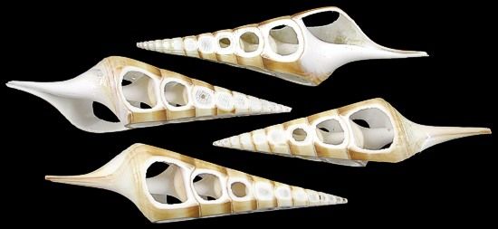 One Tibia Shells with four sided cuts measuring 3 to 4 1/2 inches. ****