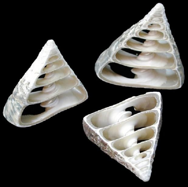 One center cut Troca Shell measuring 2 to 2 1/2 inches *****