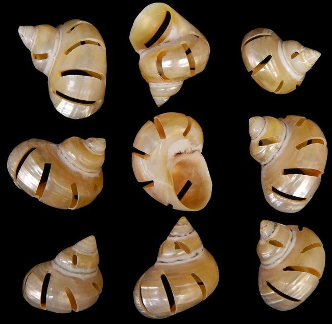 One Multi Cut Gold Turbo Shells measuring 2 to 2.5 inches. ****