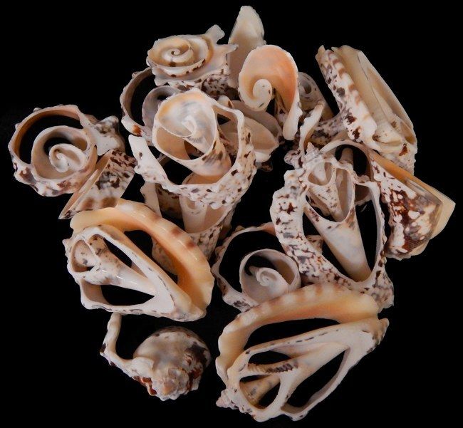 One quarter pound of Multi Cut Silver Lip Turbo Shells measuring 1 to 2 inches ****