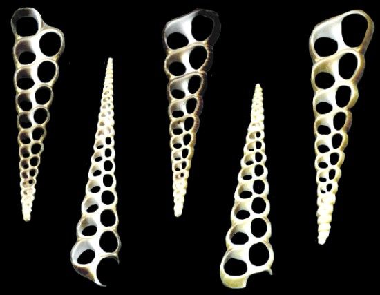 One center-cut Turretella shell measuring 3 1/2 to 4.5 inches. *****