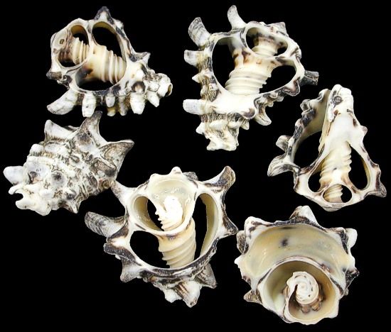 One quarter pound of Vasum Murex shells, measuring 1.5 to 2 inches.. *****