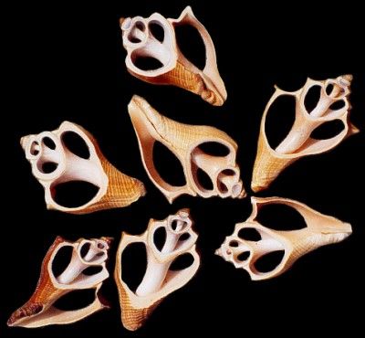 One center cut Vole shell that measures between 2 1/2 to 3 1/2 inches. ******