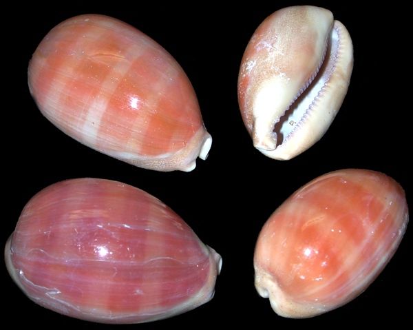 One Lyncina Carneola, also known as the Carnelian Cowrie measures from 3/4 to 2 inches. *****