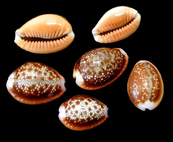 One Cypraea Helvola measuring approximately 1/2 inch ****
