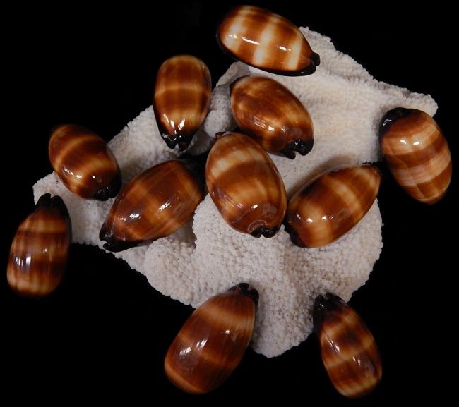 A 2 to 3&quot; Cypraea Talpa shell
