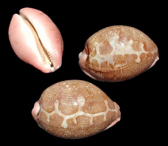 One Cypraea mappa shell measuring 2 1/2 to 3 inches ******