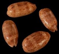 One Cypraea Argus shell measuring between 2 and 3 inches. *****