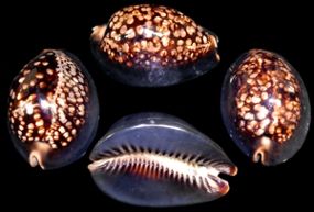 One Cyprea Mauritiana shell measuring between 2 to 3 inches ******