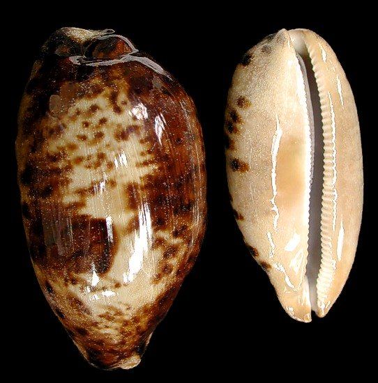 One Chelycypraea Testudinaria shell, measuring 4 to 5 inches *****