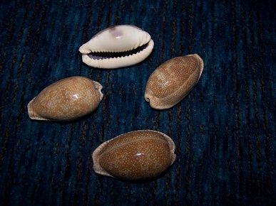One Cyprea Naria Erosa shell measuring less than 2 inches *****
