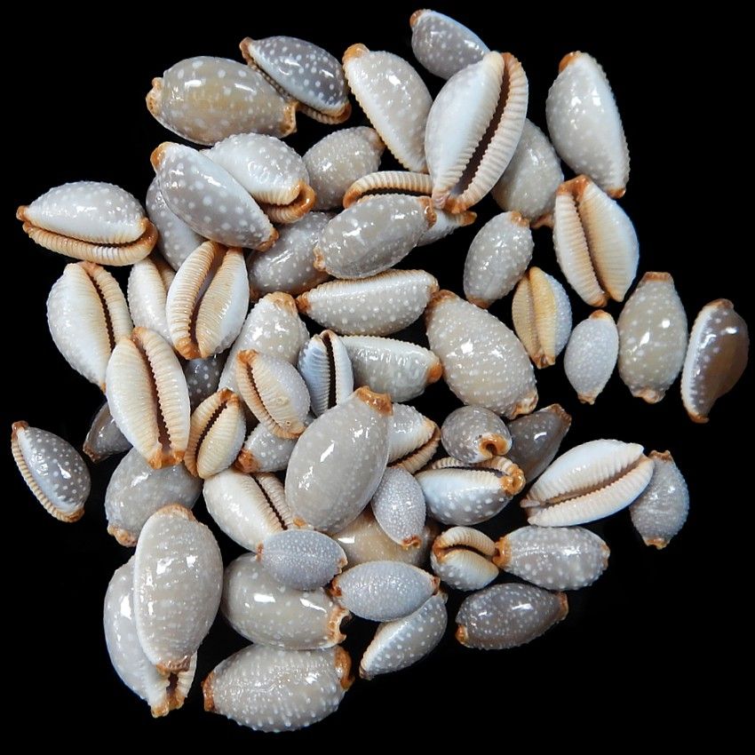 A 1/2&quot; Cypraea Millaris shell OUT OF STOCK *****