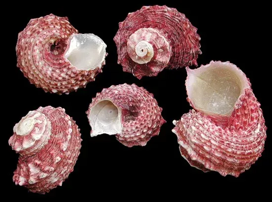 One Red Delphinulus Shell, measuring 1 to 2 inches *****