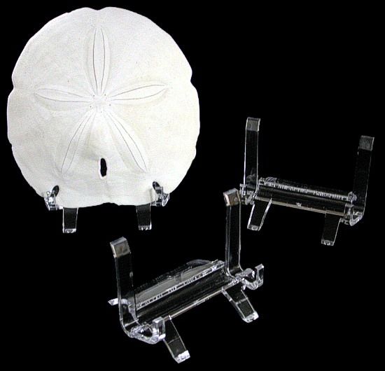 One Sand Dollar display stands measuring 2 1/2 to 3 1/2 inches.******