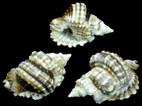 One Distorsio Anus shell measuring 1 1/2 to 2 1/4 inches *****