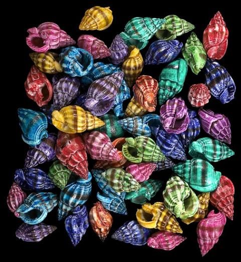 One quarter pound of Assorted colors of Dyed Nassa Phyrus shell, measuring 1/2 inch or less. ******