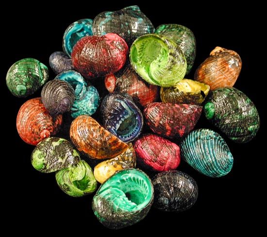 One quarter pound of Dyed Neritas Shells, sold in assorted colors, measuring 1 inch or less ******