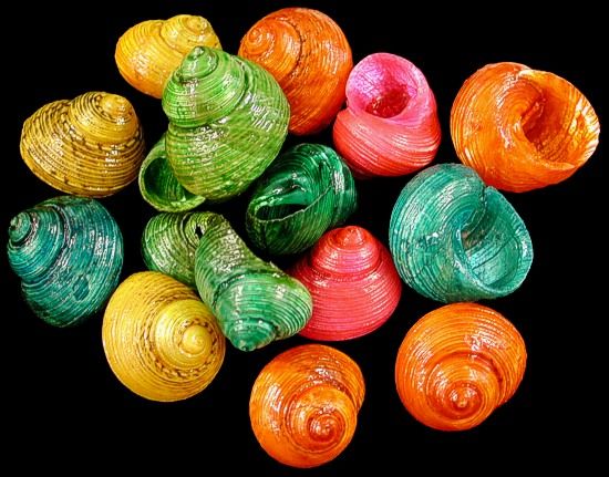 One Dyed Turbo shells are sold in assorted colors, measuring 3/4 inch or less *****