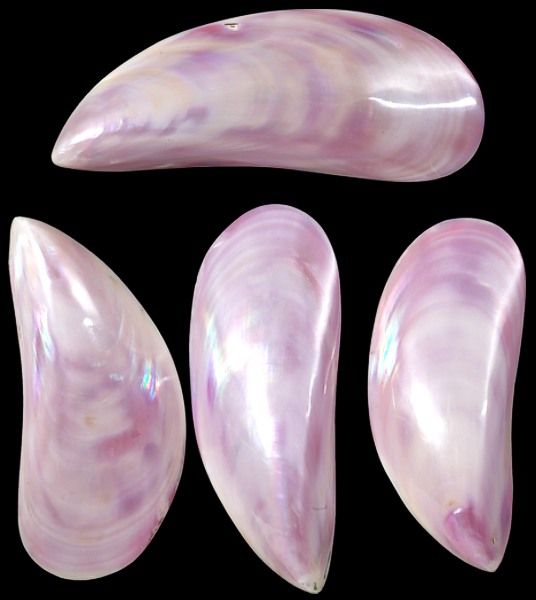 A 3 to 4&quot; complete bivalve, red-dyed Tahong shell