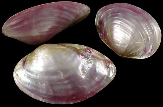 One complete bivalve, dyed purple clam pair, measuring 4 to 5 inches *****