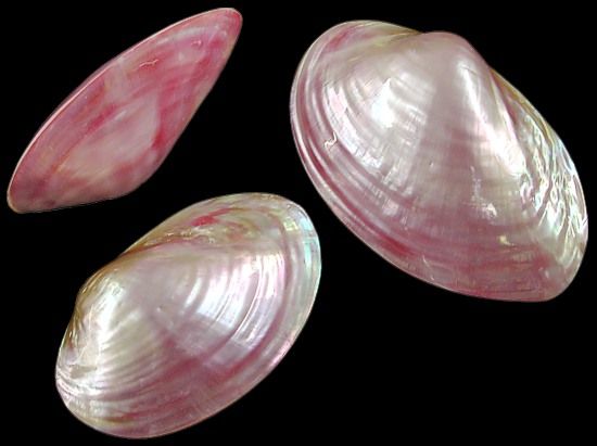 One complete bivalve, a Dyed Red Clam Pair, measures 4 and 5 inches. *****