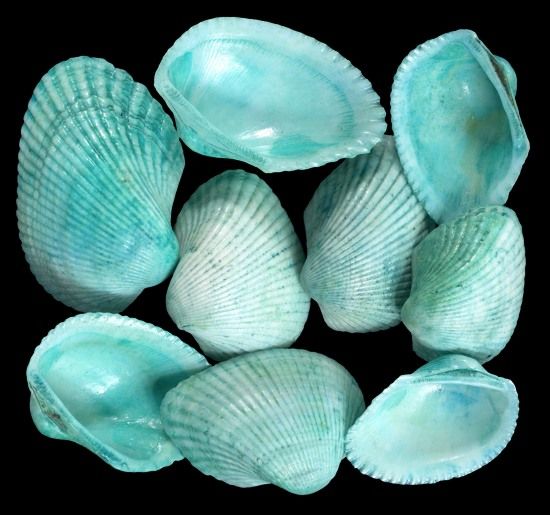 One quarter pound of Dyed Green Cockle Shells, measuring 1 to 2 inches. ******