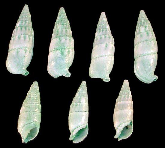 One quarter pound of Dyed Green Cerithium Shell measuring 1/2 to 1 inch ******