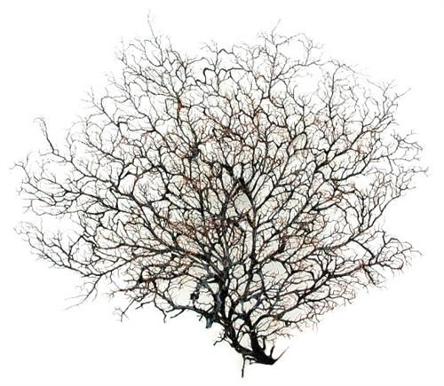 One Black Sea Fan measuring 6 TO 10 inches*******