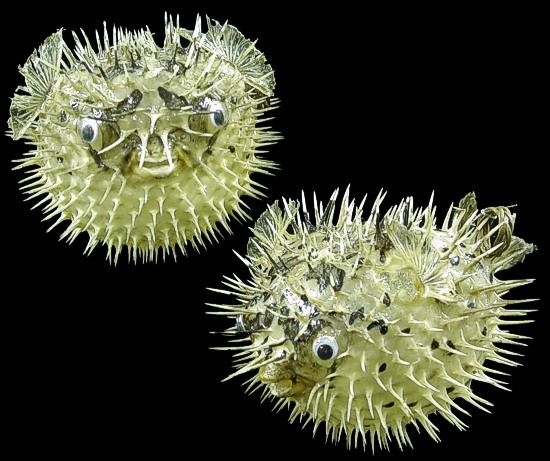 One Preserved Porcupine Fish measuring 3 to 5 inches*****