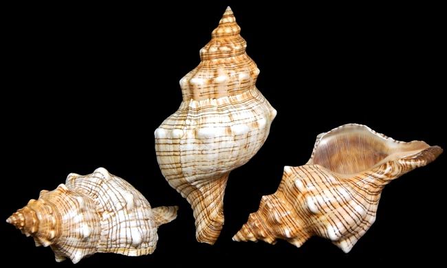 A 7 to 8&quot; Striped Fox shell