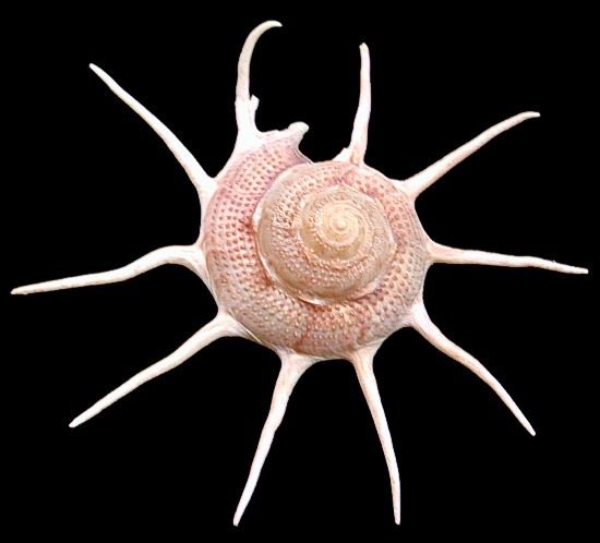 One Guildfordia Yoka shell, measuring 2 3/4 to 3 inches
