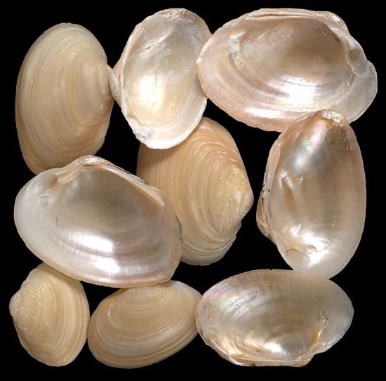 One quarter pound of Jingle Shells, no matching pairs, each shell measuring 2 to 3 inches. ******