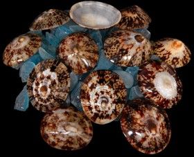 One Polished Hawaiian Oval Limpet Shell, measuring 1 to 1 1/2 inches.  ****